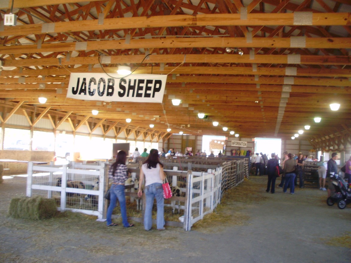 LOOM DUDE Sheep & Fiber Festival
