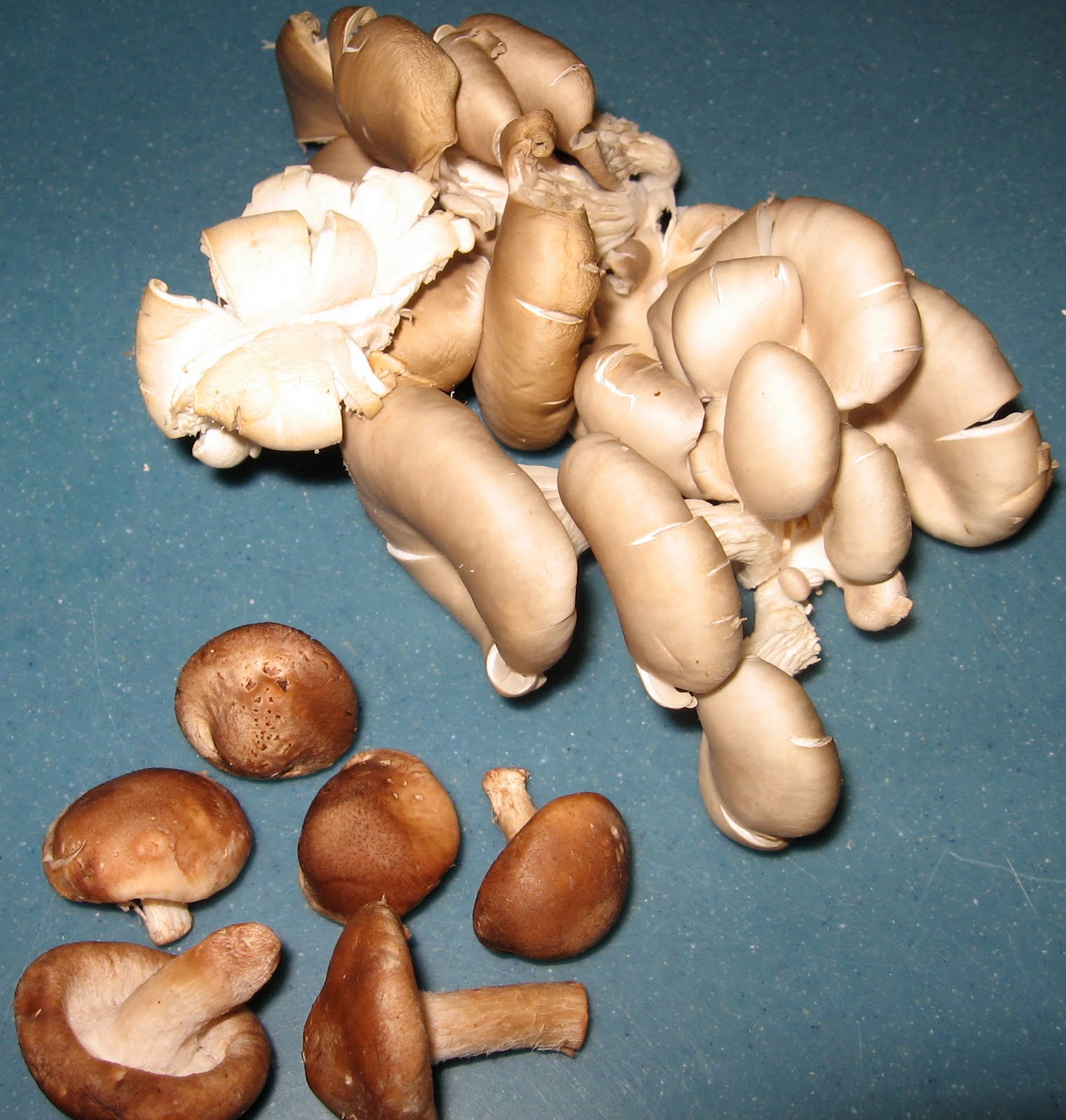 Truffles and Pistolettes Hazel Dell Mushrooms