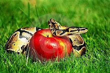 Apple Python