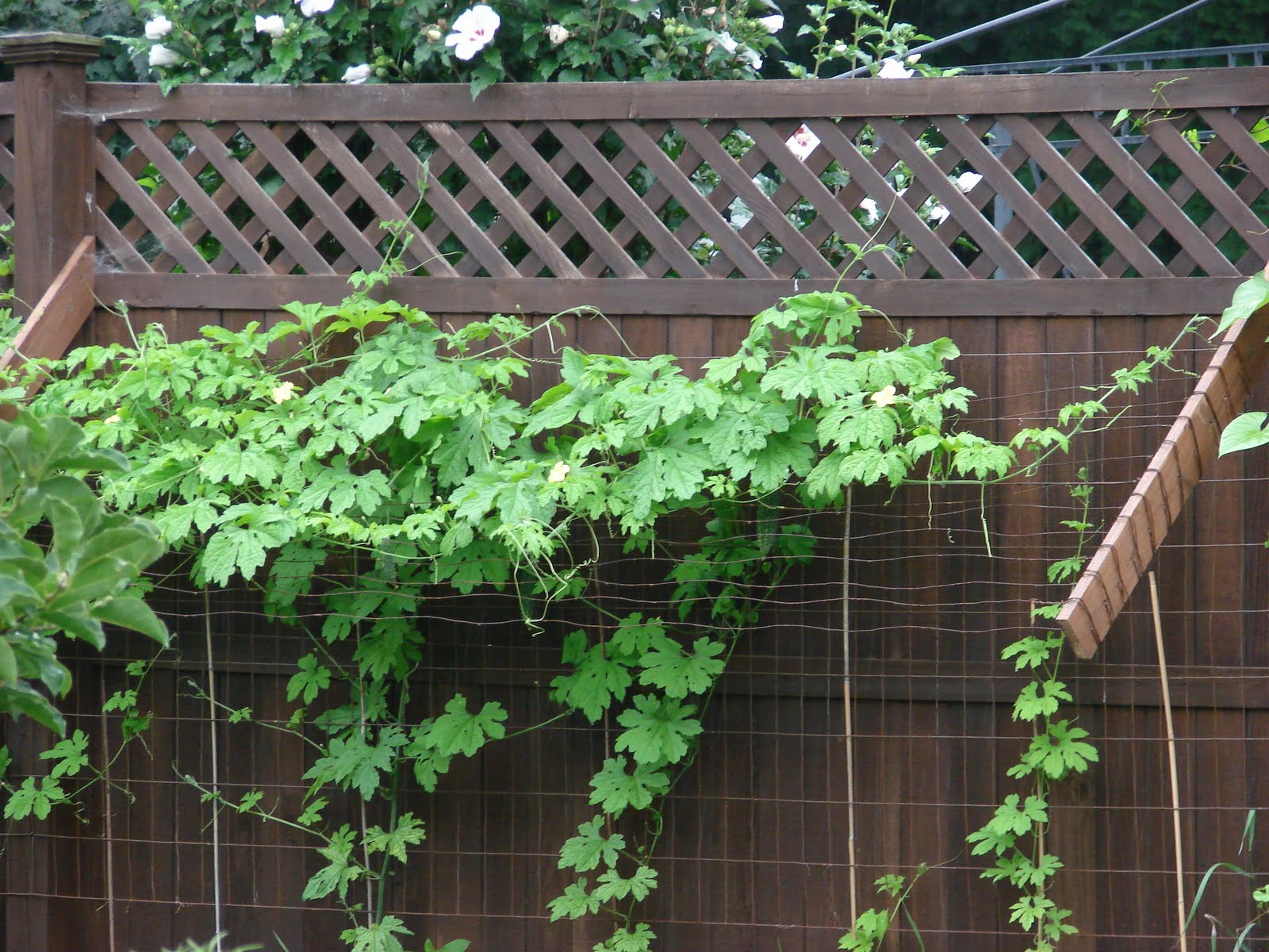 FLOWERING VINES FOR TRELLISES, TRELLISES FLOWERING FOR VINES