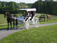 Cedar Hill Sam Pulling Carriage