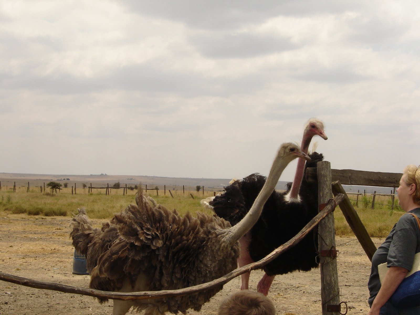 AidWorker: Ostrich riding!