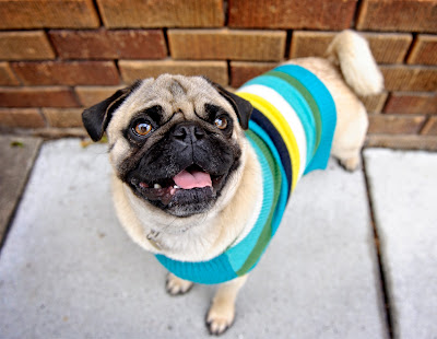 Cute Pug in colorful sweater wallpaper