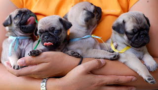 Cute pus dogs puppies on friendship day