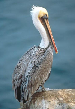 [brown-pelican.jpg]