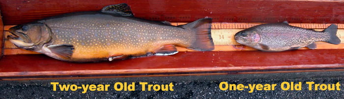 Trout Stocking Info 23