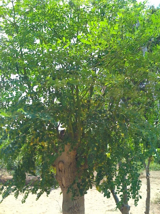 Moringa Oleifera Mozambique