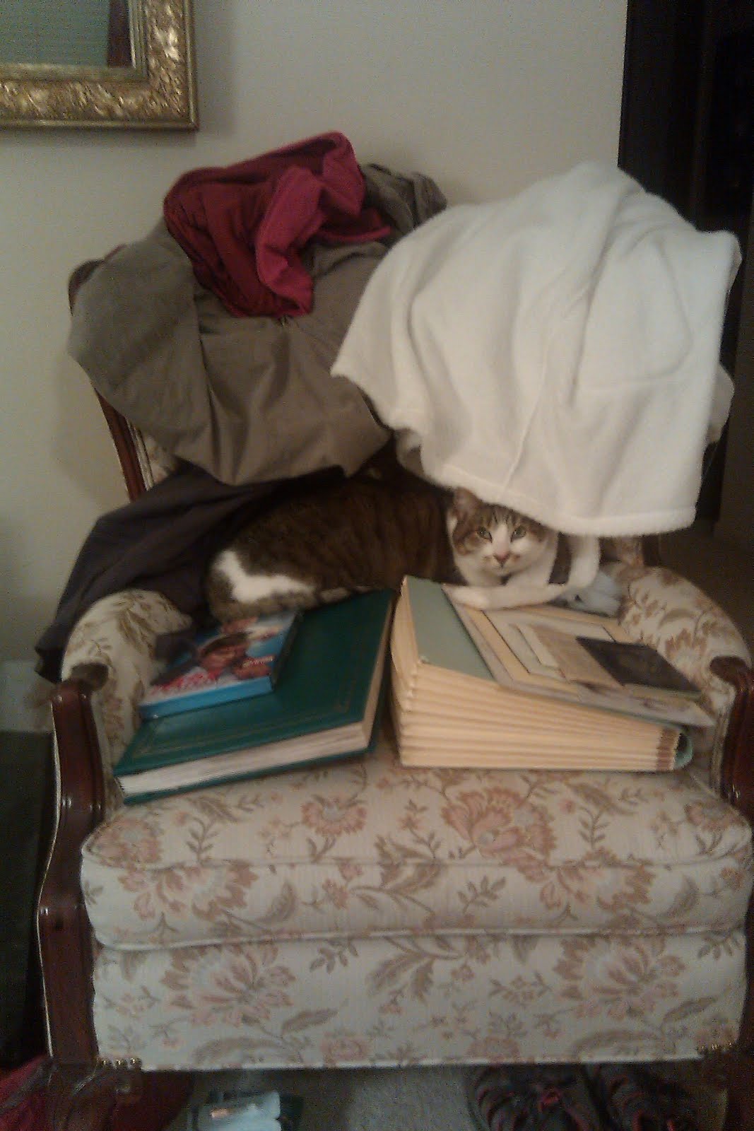 Big Words Cat vs. Clutter