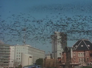 insect swarm