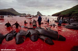 Massacre dos golfinhos na Dinamarca