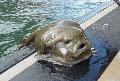 Blog Fish Blog Fish