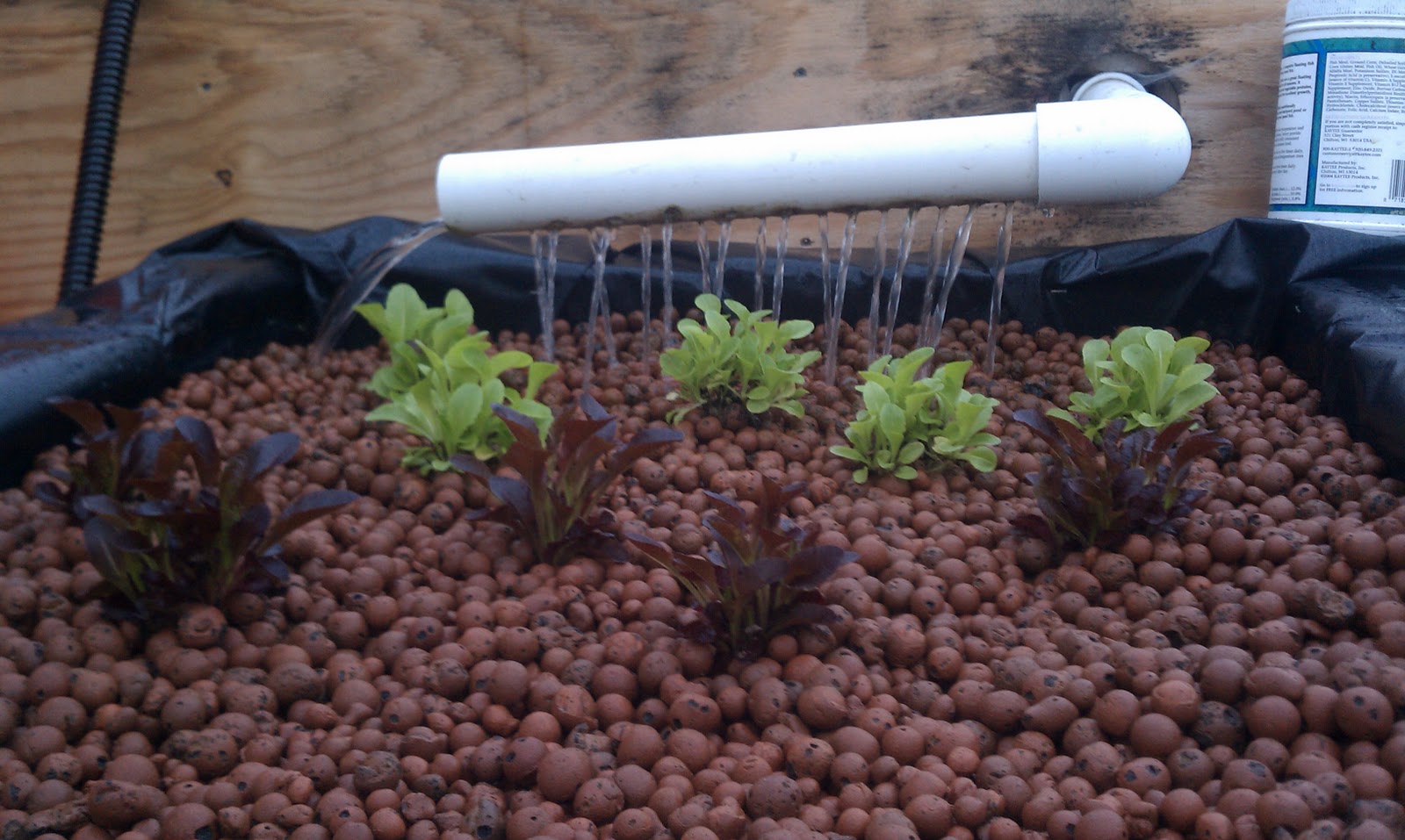 Friday's Aquaponics: 2011/01/30: Two week follow up on 