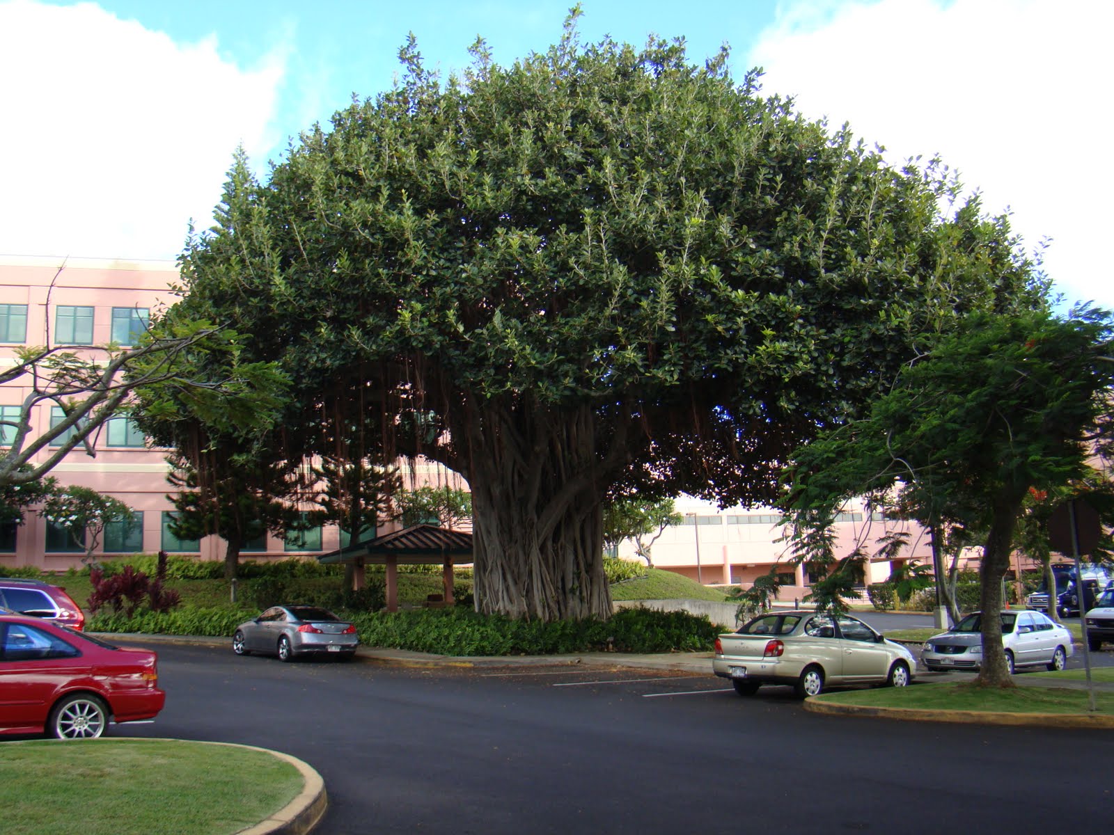 The Johnsons Hawaiian Trees