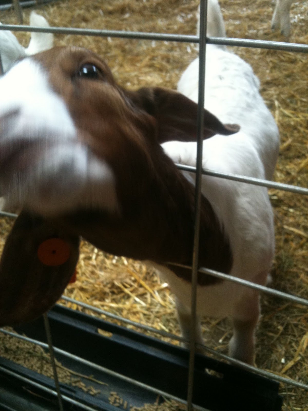 Piccalilly Hobart Goats and Shanley's