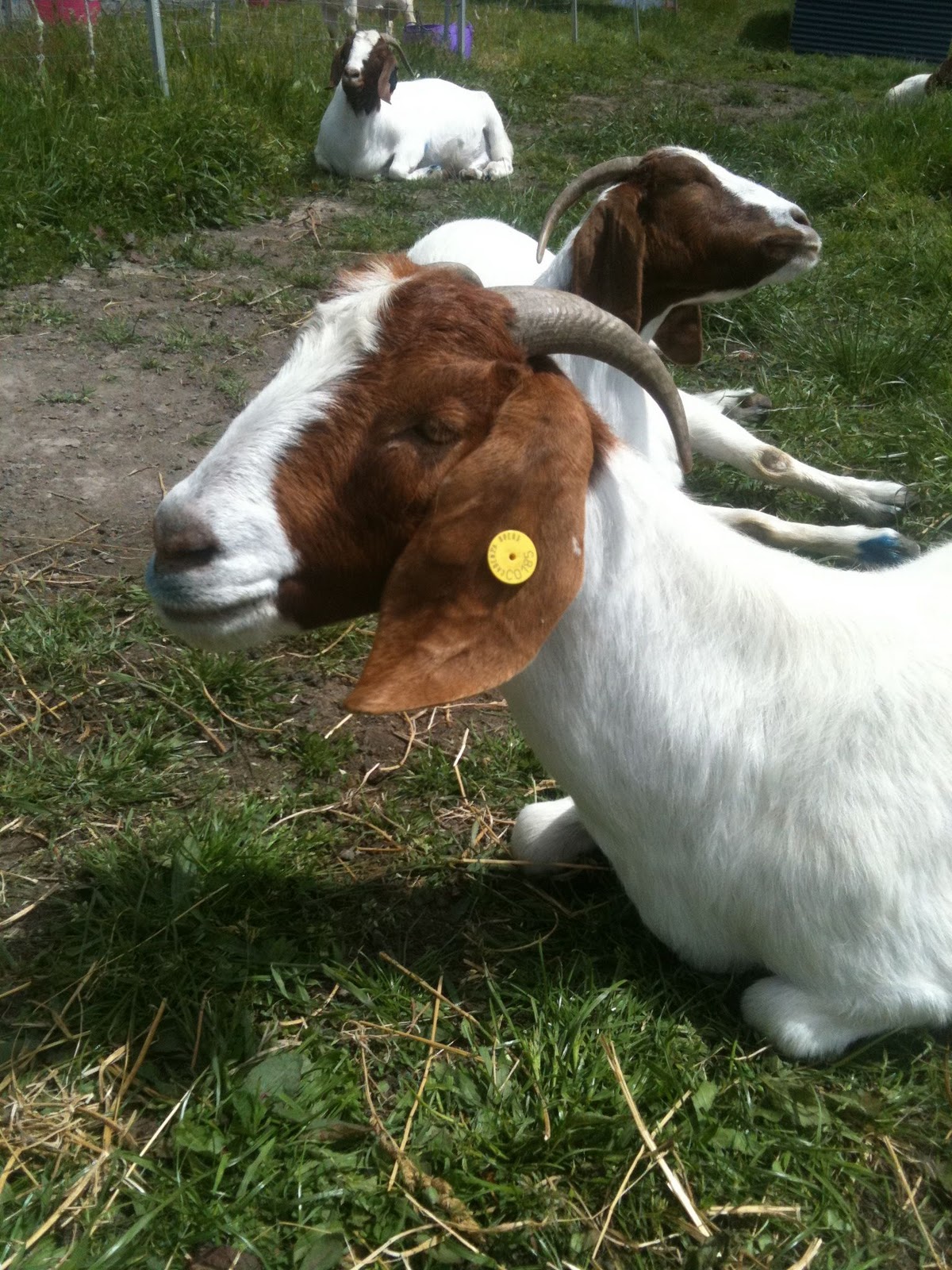 Piccalilly Hobart Goats and Shanley's