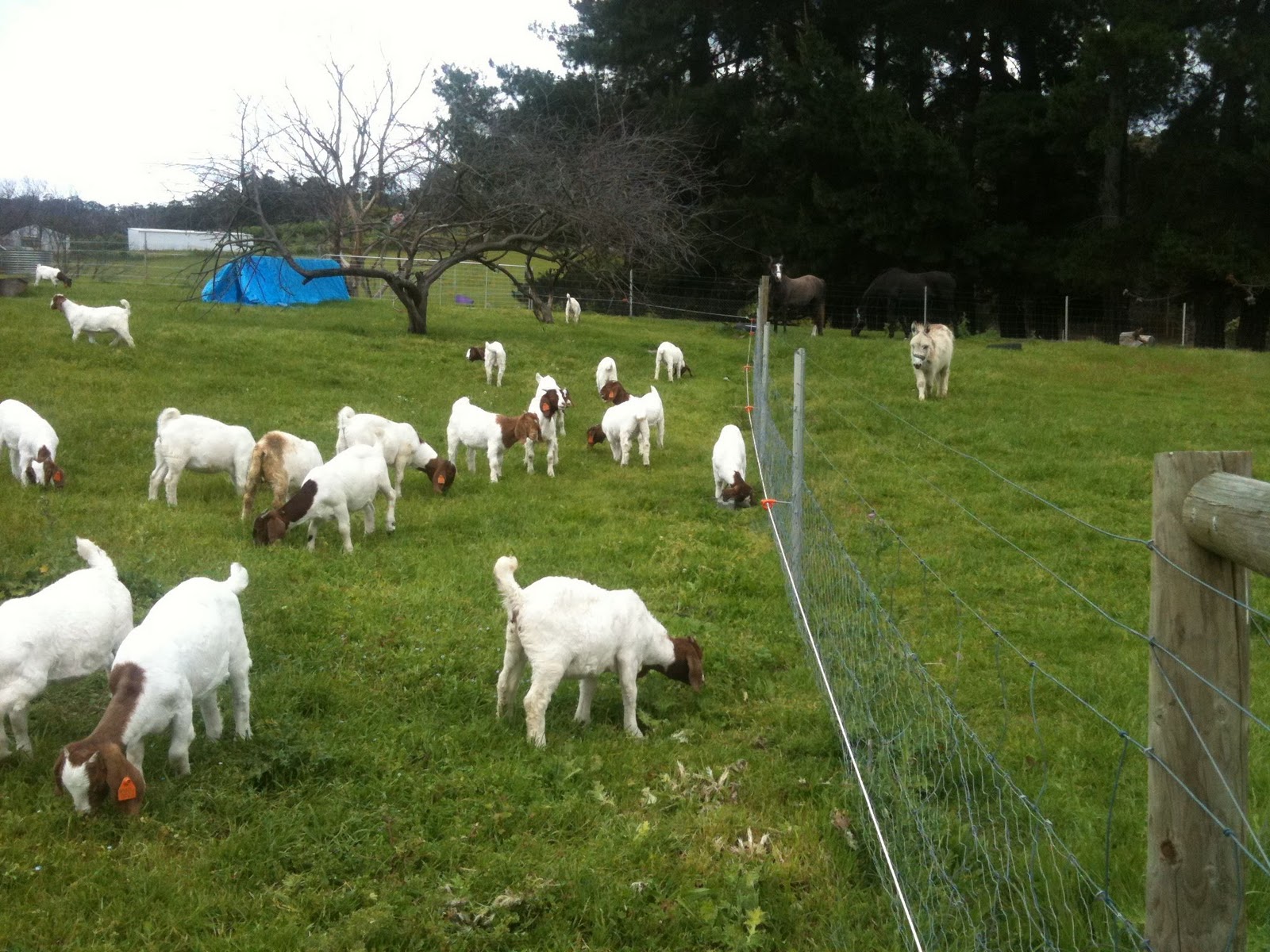 Piccalilly Hobart Goats and Shanley's