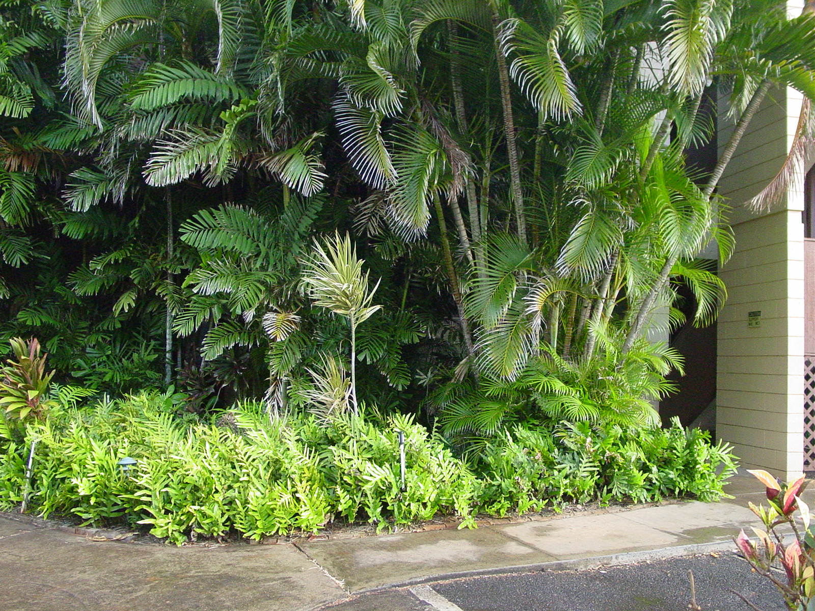Haleiwa Surf Condos Landscaping Before and After