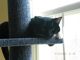 Our Cat Sadie, 2 yrs