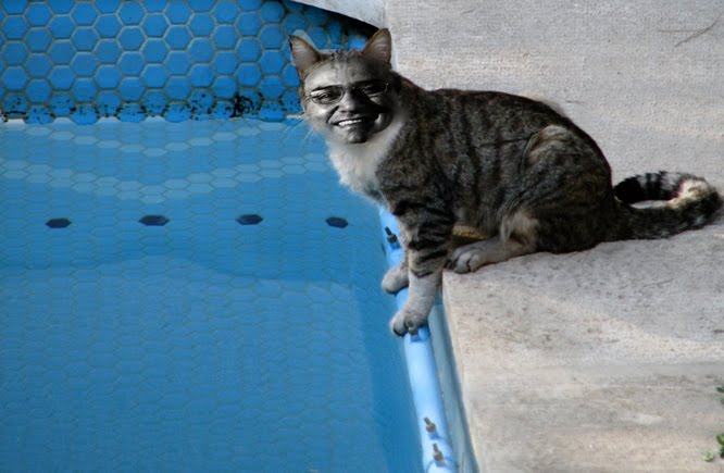 [catpoolresized.JPG]