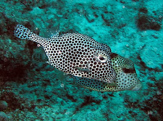 big black women dating site