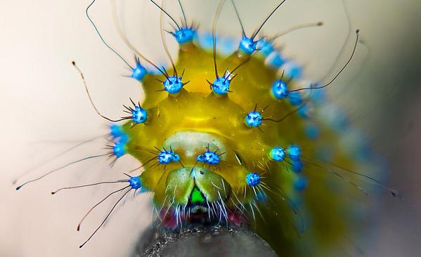 22 Weird and Beautiful Caterpillars | odd and funny stuff