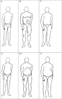 race/history/evolution notes: Body type and perceived personality