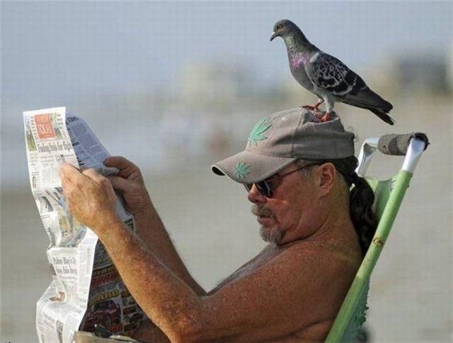 [bothersome_birds_38.jpg]