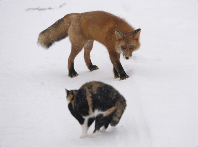 cat_vs_fox_04.jpg