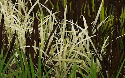 Rice_Field_Art_14.jpg