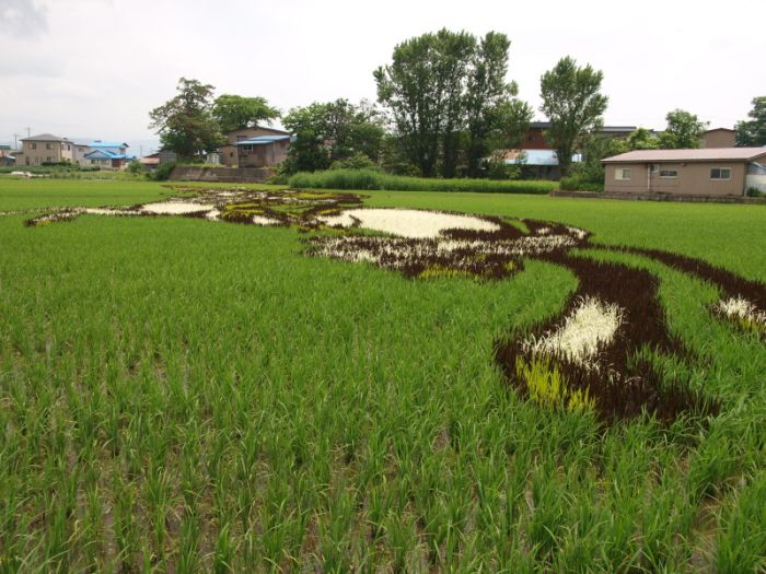 [Rice_Field_Art_11.jpg]