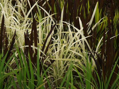 Rice_Field_Art_10.jpg