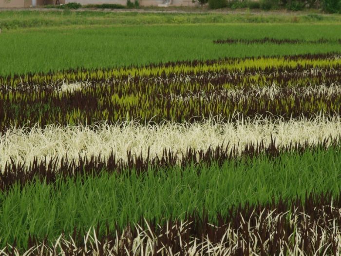 [Rice_Field_Art_08.jpg]