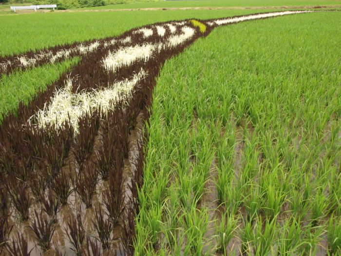 [Rice_Field_Art_09.jpg]