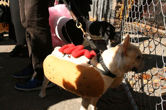 halloween_dog_parade_10.jpg