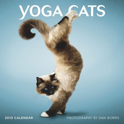 [yoga_cats_2010_01.jpg]