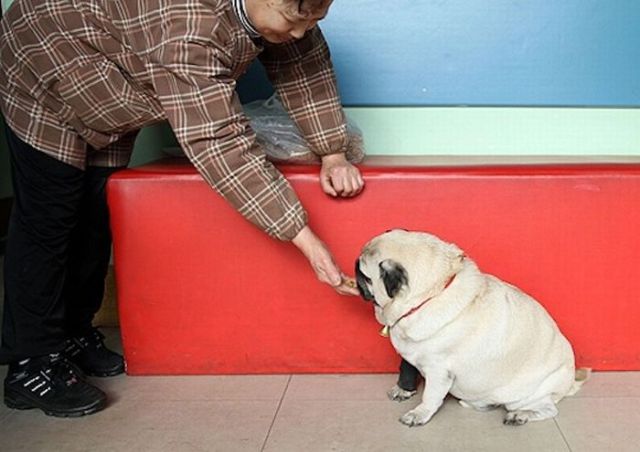 Cool Animals Pictures: World's Heaviest Pug