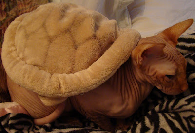 Adventures of A Naked Cat: Nofuratu Goes Trick-or-Treating