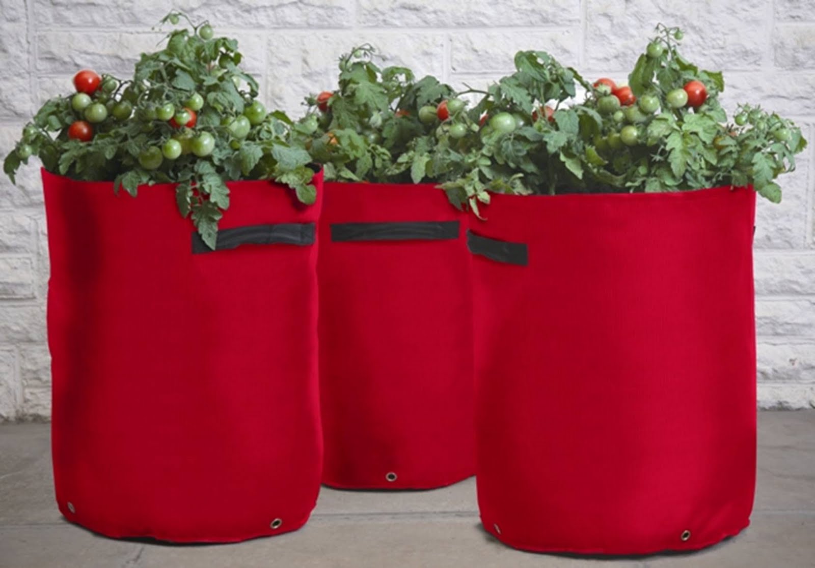 Best patio tomato planters Iola Devall