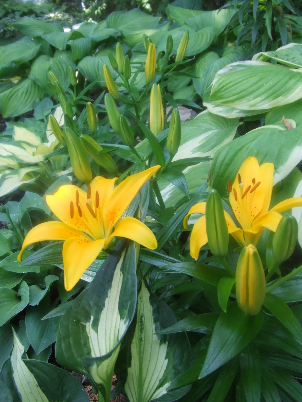The Suburban Gardener Asiatic Lily Tiny Bee