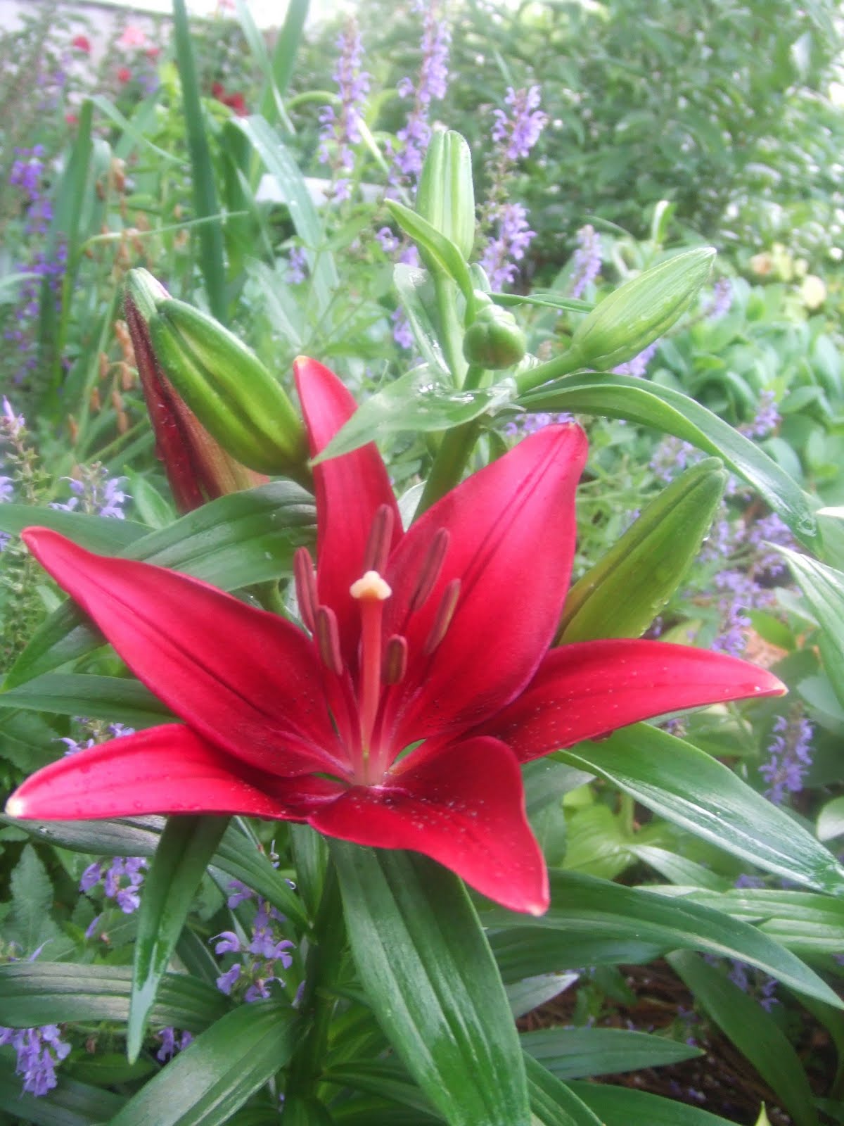 The Suburban Gardener Asiatic Lily Tiny Ghost