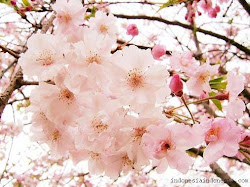 sakura meaning flowers japan