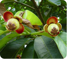 Semillas Árboles Frutales Mangostán Árbol Mangostán Cuatro Semillas Árboles Frutales Mangostán Árbol Mangostán Cuatro