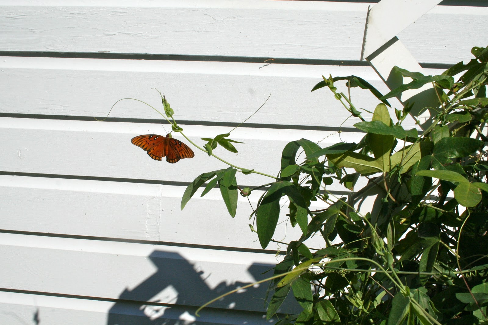 Milkweed Gardens Places The Butterfly Garden at Harry P. Leu Gardens