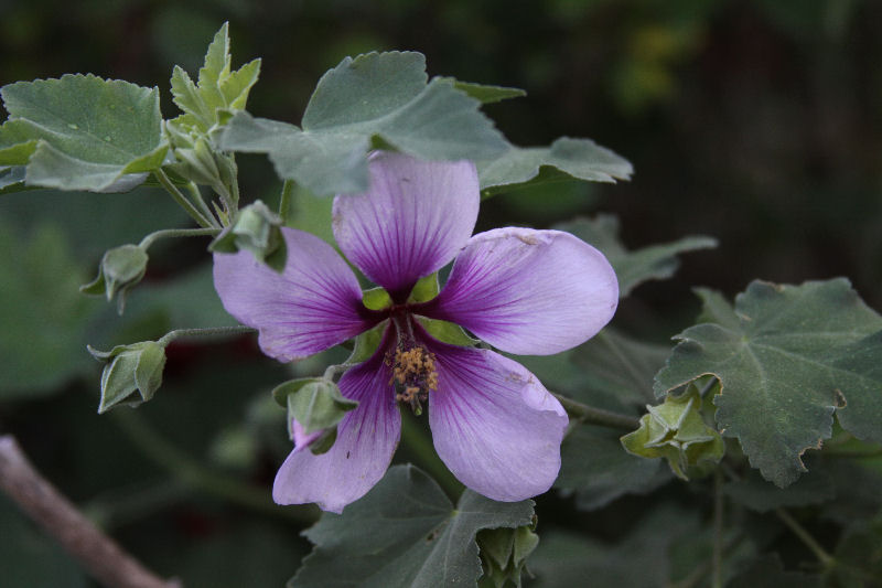 [purplerosemallow5709.jpg]