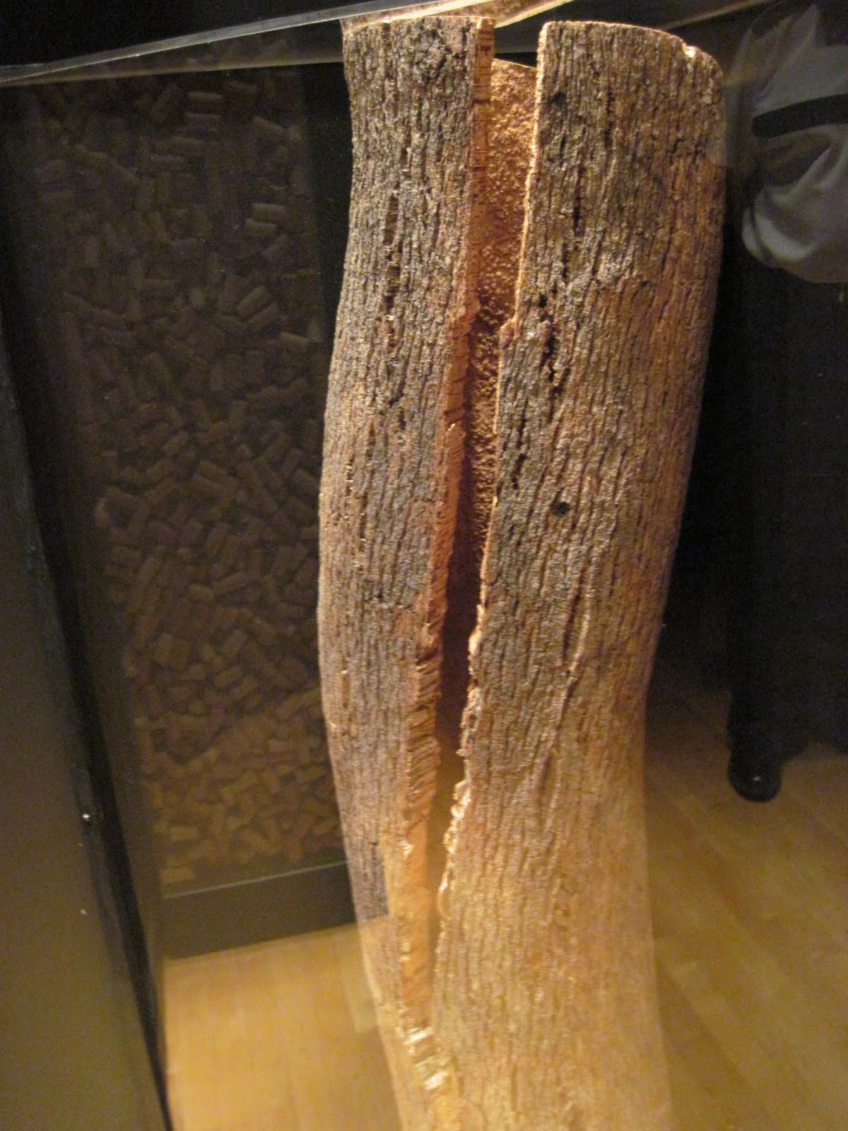 Edandsherill A cork tree sheds its bark every 9 years