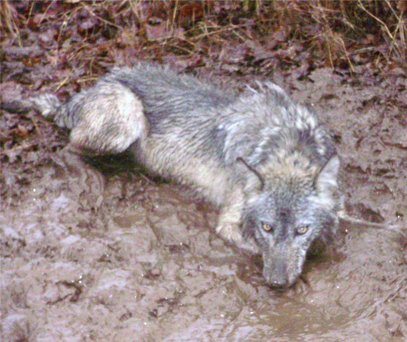 Wild Wisconsin Wolves around us