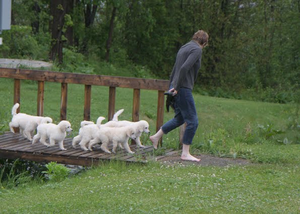 Greattakes: 6 Standard Poodle Puppies...for sale if you are interested!!