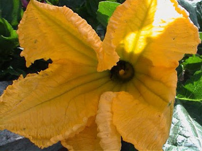 flor de la calabaza