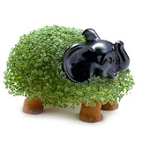 Love the chia pets.