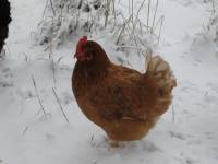 [isa+snow+small.jpg]